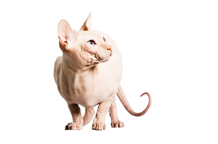 Don Sphinx (DONSPHINX) cat. Isolated on white background.の写真素材