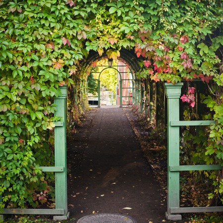 Branches of virginia creeper ramble on archwayの写真素材