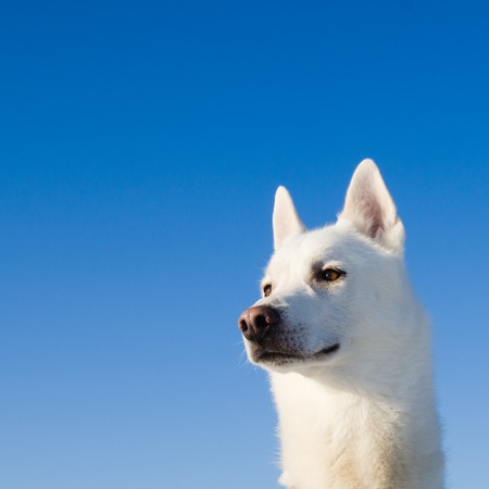 Portrait of a white dogの写真素材