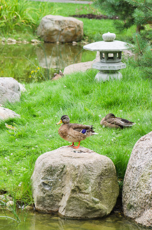 Ducks at a pond in the Japanese styleの写真素材