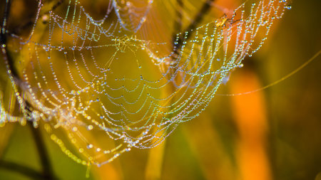 Drops of dew on a web shined by morning light