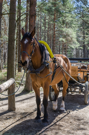 Horse-drawn carriage in close upの写真素材