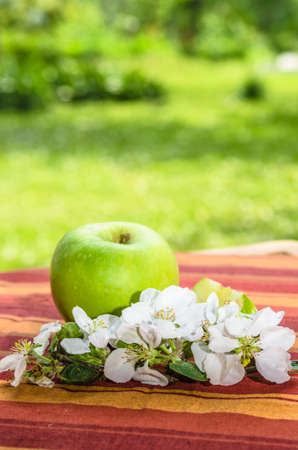 Green apple with a branch of a blossoming apple-treeの写真素材