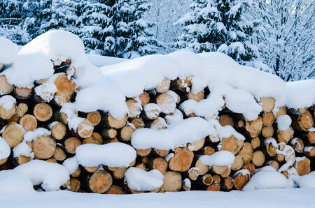 Cut logs in a winter wood under snowdriftsの写真素材