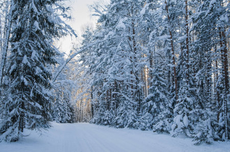 Spruce covered with snow in winter forest. Viitna, Estonia.の写真素材