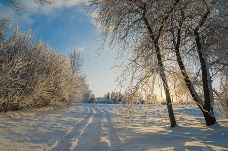 trees covered with hoarfrost against the blue sky
