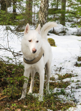 White dog husky in a winter forestの写真素材