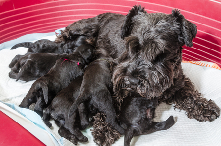 Dog breed miniature schnauzer puppies feedsの写真素材
