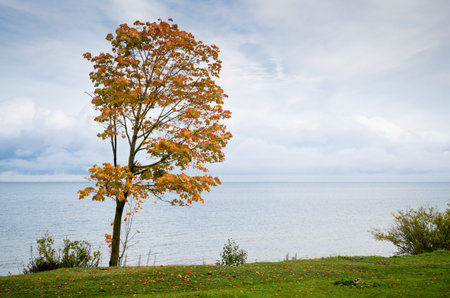 Maple with fallen down leaves on seacoastの写真素材