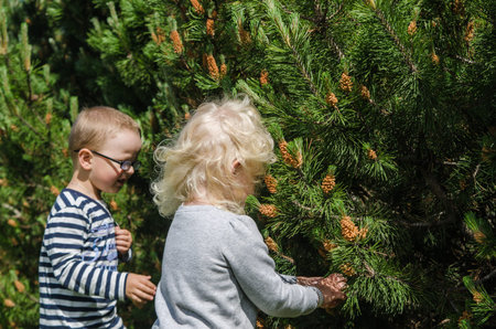 Boy and girl collect pine buds
