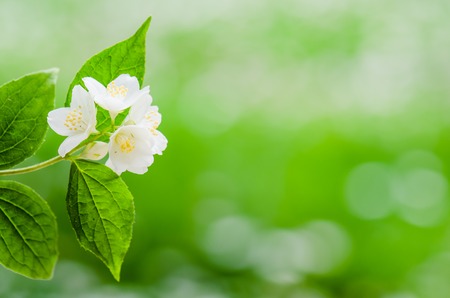 Blooming jasmine bush, close-upの写真素材