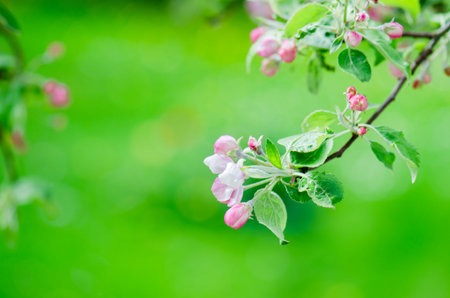 A branch of blossoming Apple trees in springtime, green background