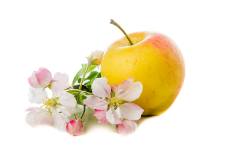 Ripe apple and blossoming branch of an apple-tree, Isolated on whiteの写真素材