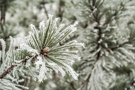 Pine needles covered with frost, close-upの写真素材