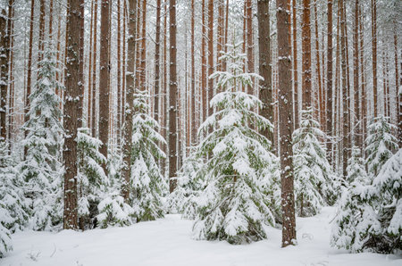 Firs and pines in the forest after snowfall
