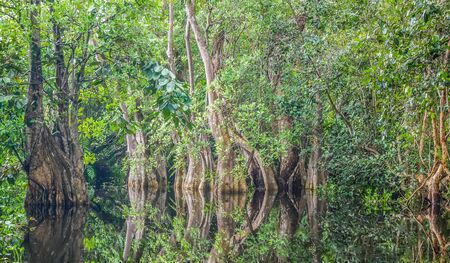 Swamp forest with trees reflecting in water. Phuket, Thailand.の写真素材