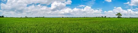 Panorama landscape of Thailand. Green nature landscape with paddy jasmine rice field. The backdrop is forest and beautiful blue sky cloudy. Phitsanulok, Thailand.の写真素材