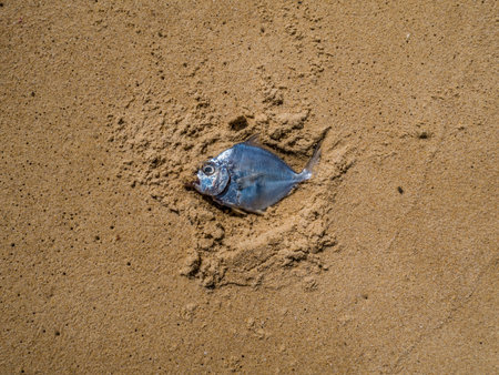 Dead fish on the beach. Water pollution concept/Dead fish on the beach/ Dead fish on the beach....
