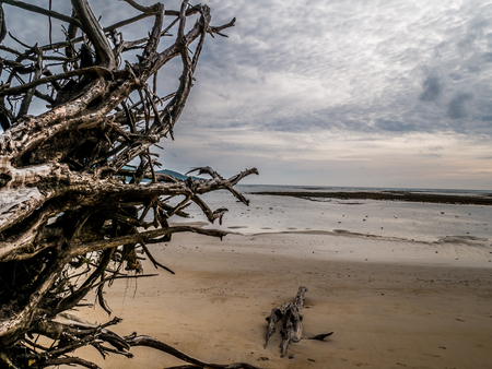 Autumn storm clouds form over driftwood on Nai Yang Beach ,Sirinath National Park ,Phuket ,Thailand.の写真素材