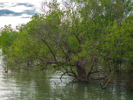 Roots of Tropical Mangroves.Mangrove forest and shallow waters in a Tropical island. Yao Noi Island, Phangnga, Thailand. Soil erosion and land protection from mangrove.の写真素材