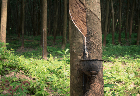 Natural rubber latex trapped from rubber tree with rubber cups for water timber. Located Yao Noi Island. Peaceful life at Koh Yao Noi, Phang Nga, Thailand.の写真素材