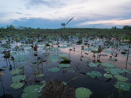 Pink Lotus flower and Lotus flower plants,Pink lotus pond scenery. In Morning background with beautiful blue sky cloudy.の写真素材