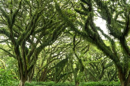 Beautiful fresh green forest with giant old treeの写真素材