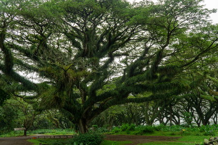 Beautiful fresh green forest with giant old tree