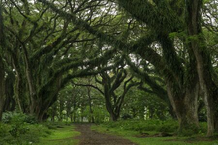 Beautiful fresh green forest with giant old tree De Jawatanの写真素材