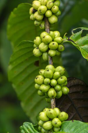 Fresh green coffee beans on Branch of a Coffee Treeの写真素材