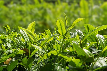 Close up green tea bud and leaves blur background tea plantations in spring with sunlightの写真素材