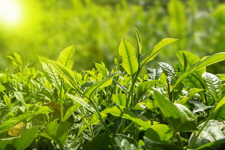 Close up green tea bud and leaves blur background tea plantations in spring with sunlightの写真素材