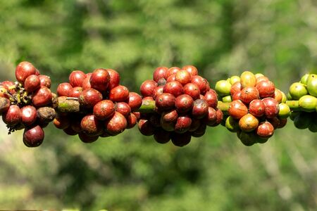 Fresh ripe red coffee beans on branch of a coffee tree in a farmの写真素材