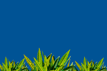 Beautiful codiaeum variegatum or croton, colorful leaves on blue sky and cloud background with...
