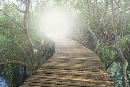 Winding wooden pathway or plank dock in mangrove forest and light, Natural winding roadの写真素材