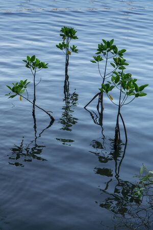 Mangrove seedlings casting reflections in the water at blue sky daylightの写真素材