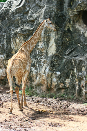 Close-up on a giraffe standing by a rock.の写真素材