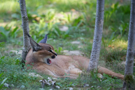 Close-up on a Caracal lying on the grass.の写真素材