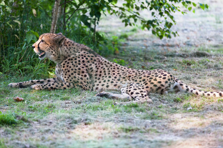 A cheetah lying on the grass ready to begin a well-deserved nap in the shadow of a bush.の写真素材