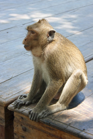Macaque waiting for is turn to get food outside a Thai temple.