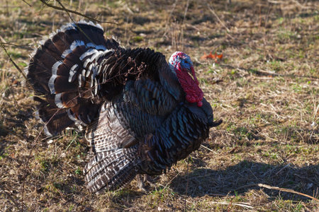 Domestic turkey (Meleagris gallopavo).