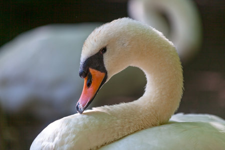 Close-up on a mute swan head.の写真素材