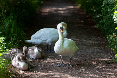 Couple of mute swan with their three cygnets.の写真素材