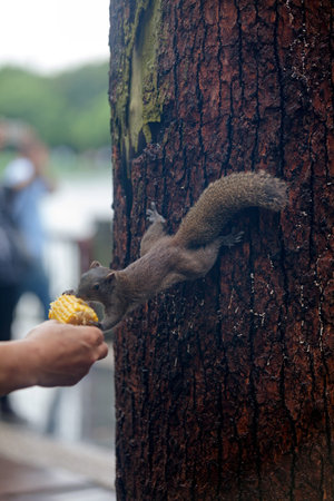Close-up on a Grey squirrel eating corn from tourist's hand.の写真素材