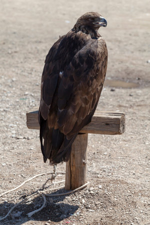 Golden eagles are readily distinguished by their brown plumage, paler than most other Aquila, and...