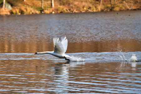 Mute swan flying over a pond.の写真素材