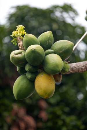 Close-up on on a bunch papayas growing on a tree.の写真素材