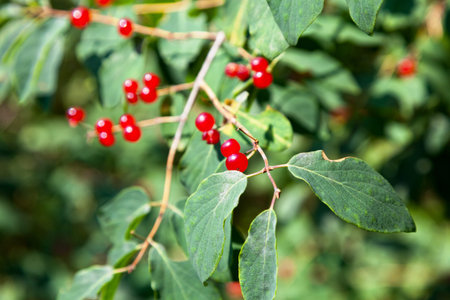 Close-up on the bush honeysuckle berries.