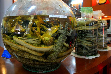Close up on a glass jar with homemade alcohol made with lizards, snakes and crows. The inscription in Vietnamese (HÃNG TRÆ¯NG BÃY KHÃNG BÃN) means in English: "Displays, not for sale".の写真素材