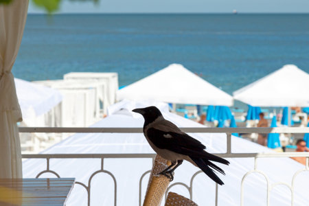 A Hooded crow (Corvus cornix) standing on a chair by the beach.の写真素材